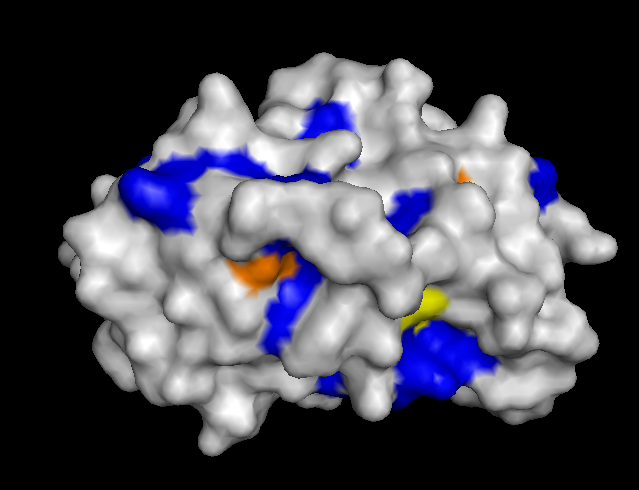 CoaD protein with surface colored by conservation score (back)