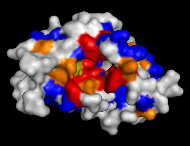 CoaD protein with surface colored by conservation score