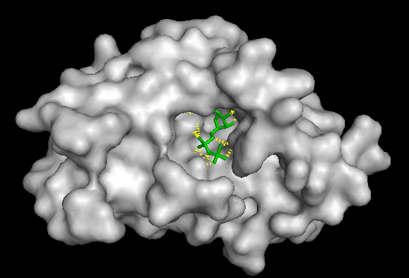 FtsZ protein with surface colored by conservation score (back)