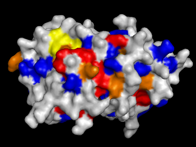 FtsZ protein with surface colored by conservation score (back)
