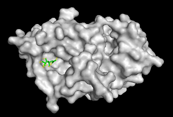 FtsZ protein with surface colored by conservation score 