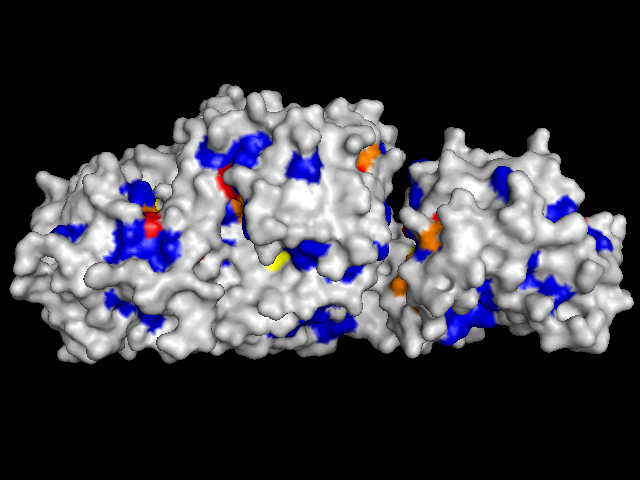  protein with surface colored by conservation score (back)