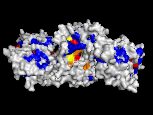  protein with surface colored by conservation score (front)