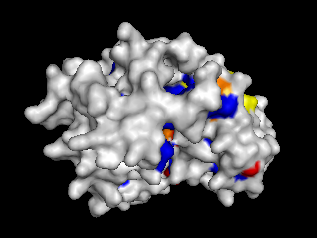  protein with surface colored by conservation score (back)