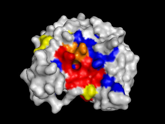  protein with surface colored by conservation score 